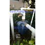 Irrigation Pump 2  1/2 hp DS series
